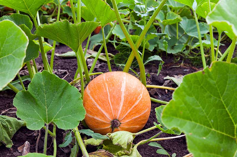 A close up of a striped, orange Cucurbita pepo fruit growing in the garden among foliage and vines, with soil visible in the background.