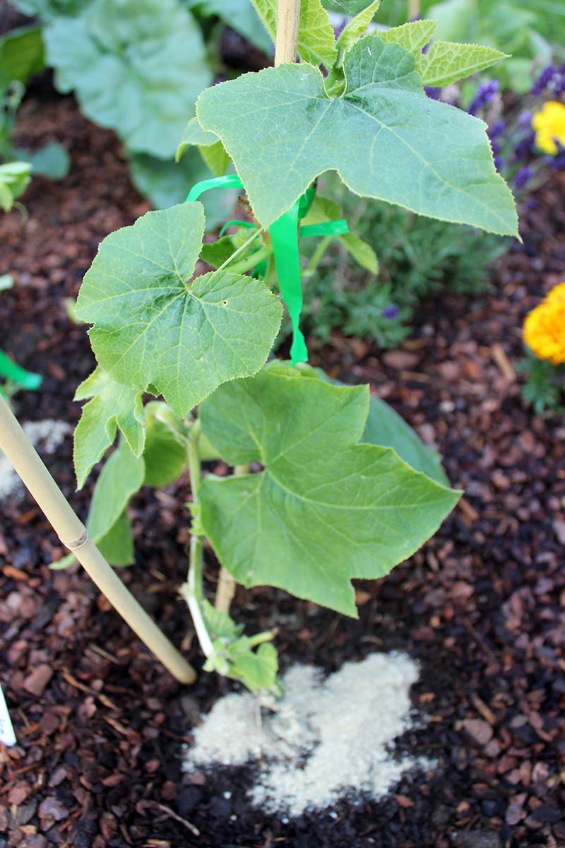 A close up vertical picture of a pumpkin vine climbing up a bamboo trellis with bone meal granules applied at the base of the plant.
