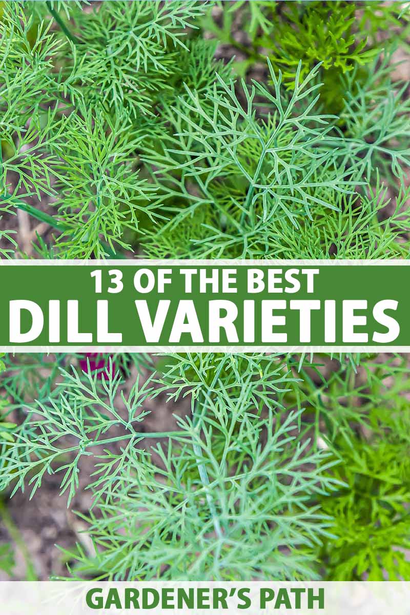 13 of the best dill varieties | gardener's path