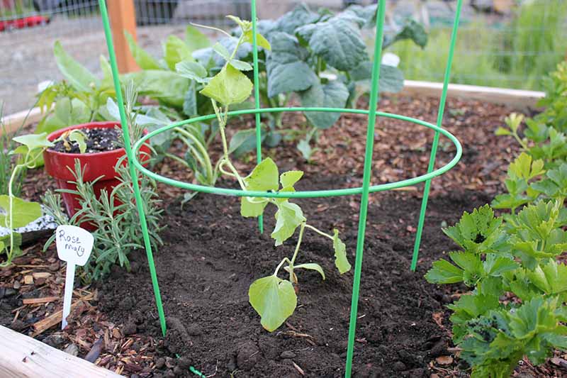 A close up of a green metal tomato cage surrounding a small cantaloupe seedling. In the background is a variety of vegetables growing, surrounded by mulch.
