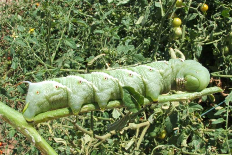 Tomato hornworm caterpillar crawling on a stem.