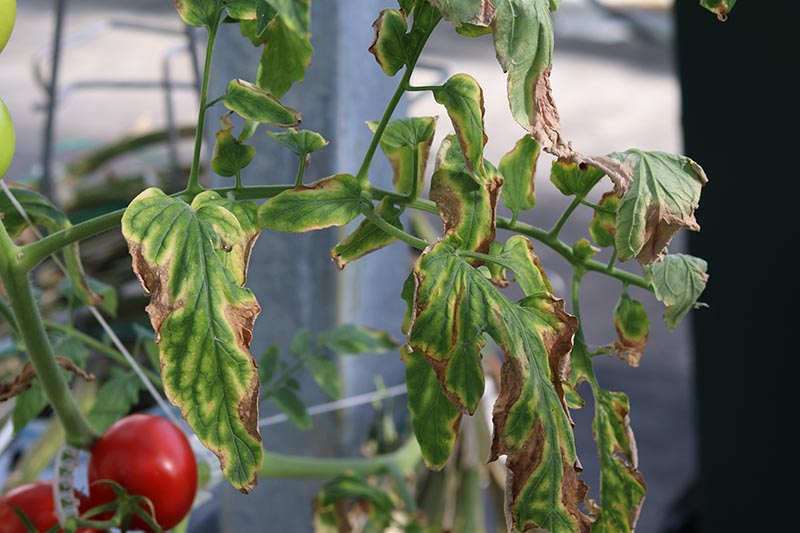 A close up of the foliage of a diseased tomato plant, with brown, wilting leaves, with a house in soft focus in the background.