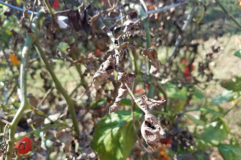 A close up of vines with dead, drying leaves, pictured in bright sunshine on a soft focus background.