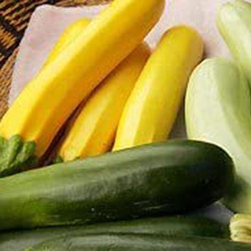 A close up of three different varieties of summer squash set in a basket on a white cloth.
