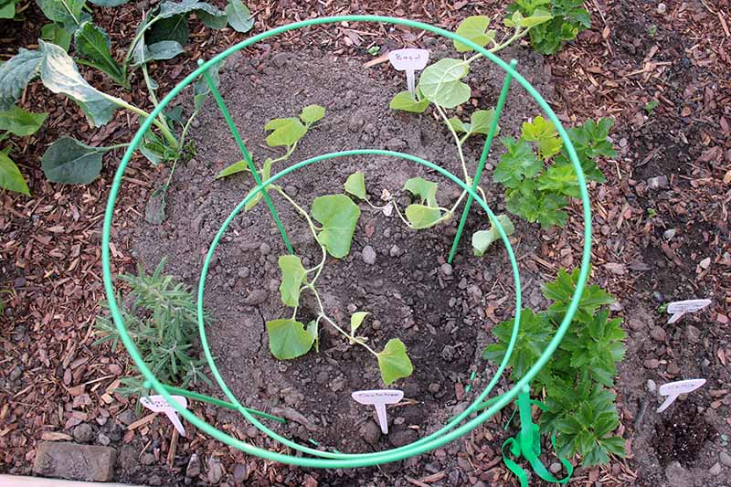 A close up top down picture of a small seedling planted in a raised bed garden, with a green metal plant cage surrounding it. In the background is soil and mulch in soft focus.