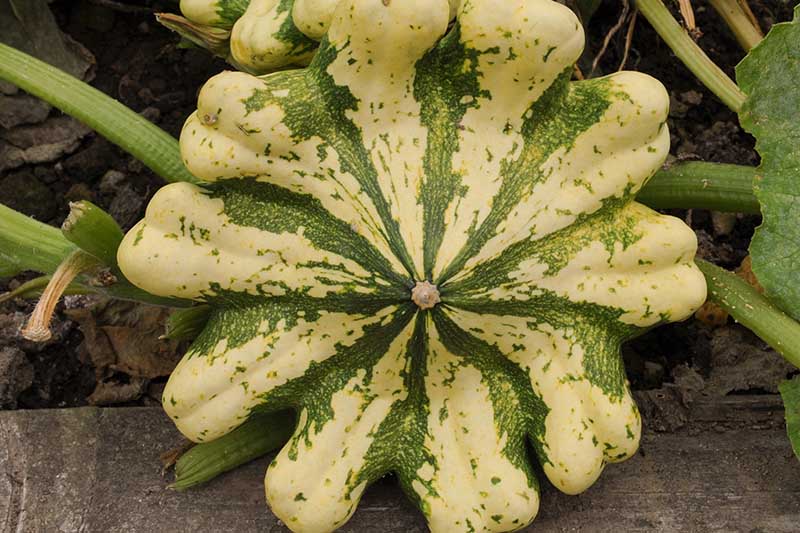 A close up of an unusual variegated squash, in pale cream with green stripes, growing in the garden with foliage in the background.