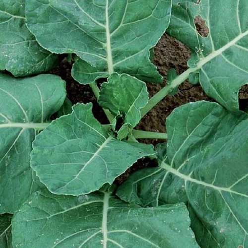 A close up, top down picture of Brassica oleracea var. acephala 'Vates,' growing in the garden.