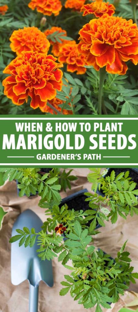 Can i plant marigold seeds directly in garden