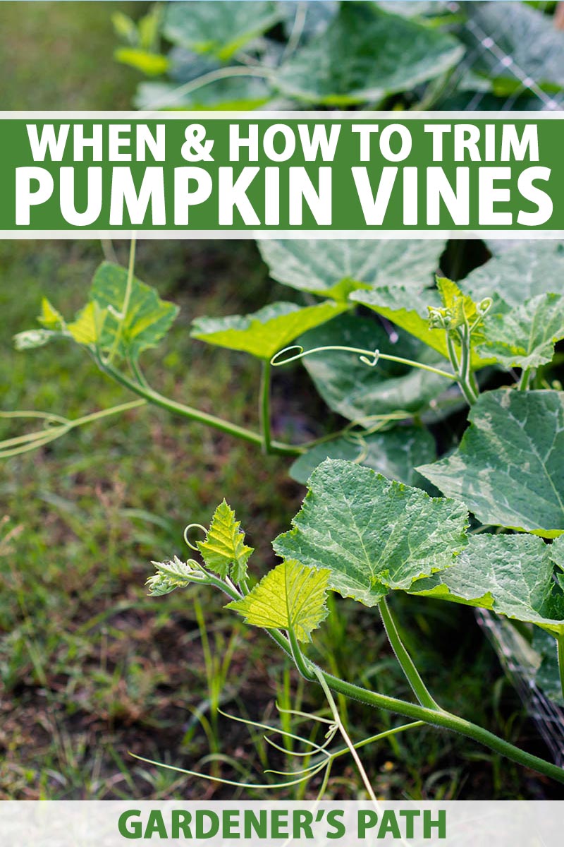 A close up of the growing vines of a pumpkin plant growing in the garden and in need of pruning. To the top and bottom of the frame is green and white text.