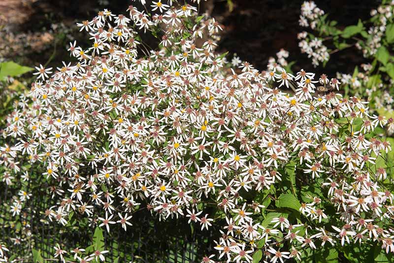A close up of Eurybia divaricata growing in the summer garden with delicate white flowers.