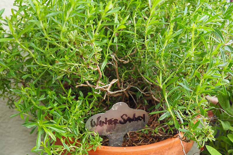 A close up of winter savory growing in a terra cotta pot outdoors, pictured in bright sunshine.