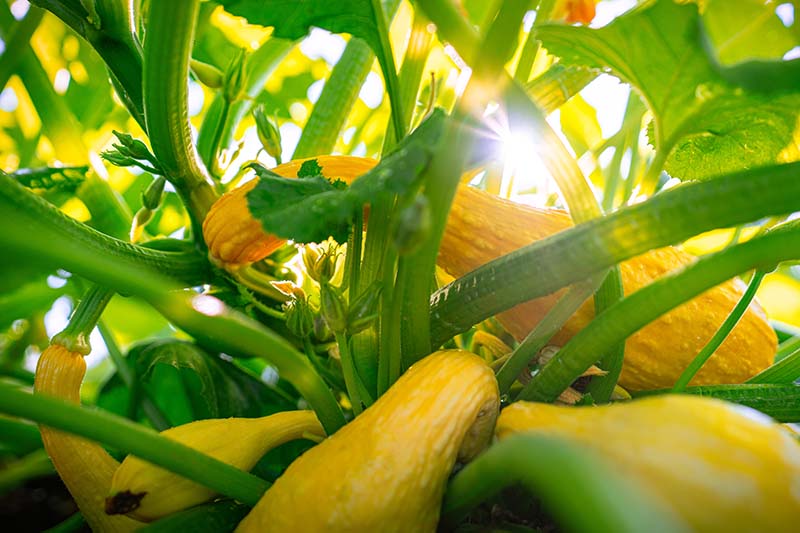 A close up of the base of a plant with ripe yellow crookneck squash, pictured in light filtered sunshine.