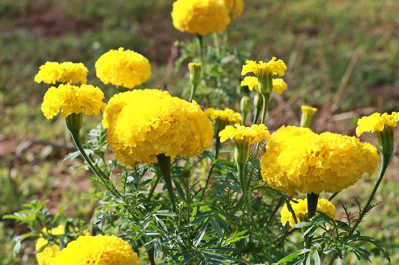 A close up of bright yellow marigolds growing in the garden, pictured in bright sunshine on a soft focus background.