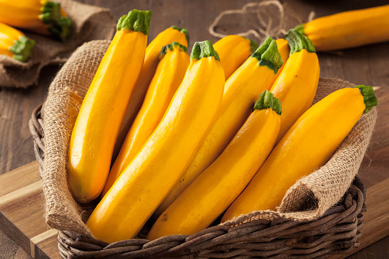 A close up of a wicker basket containing yellow zucchini freshly harvested and set on a wooden surface.