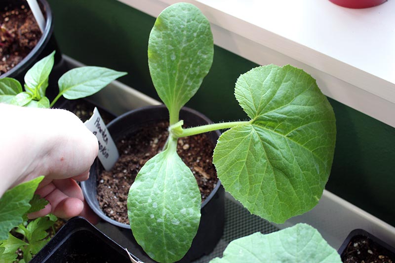 A close up of a hand from the left of the frame holding a small plastic pot containing a seedling, set on a windowsill.