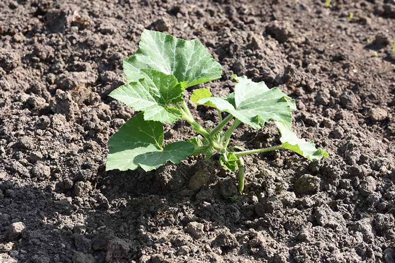 A close up of a small Cucurbita pepo seedling growing in rich soil in the garden, in light sunshine.