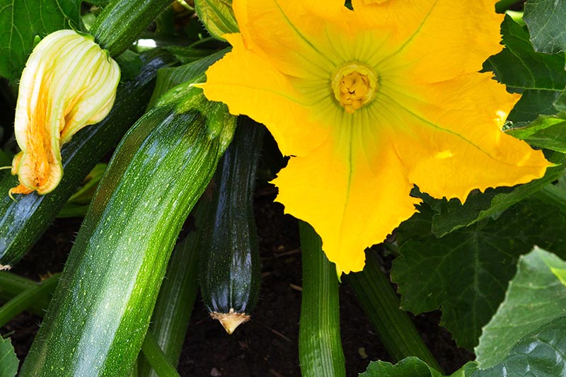 A close up of a healthy squash plant growing in the garden with dark green fruits and bright yellow blossoms.