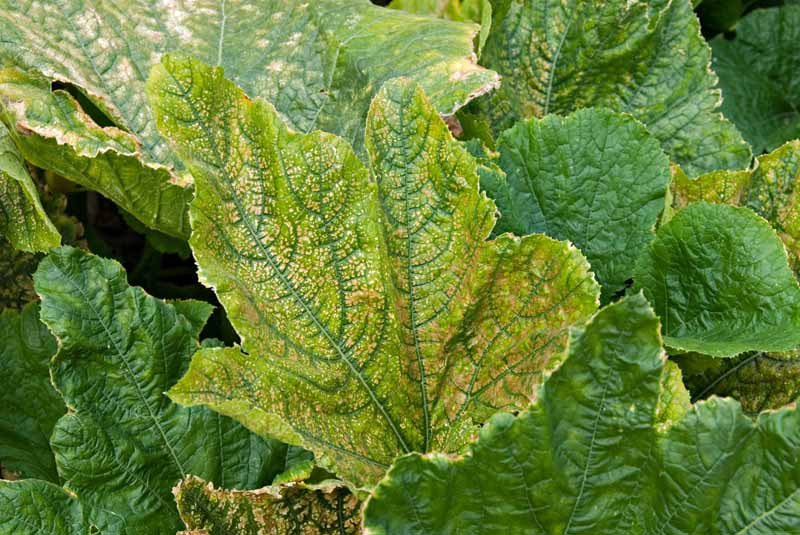 A close up of foliage suffering from zucchini yellow mosaic virus, showing discolored, yellowing leaves.