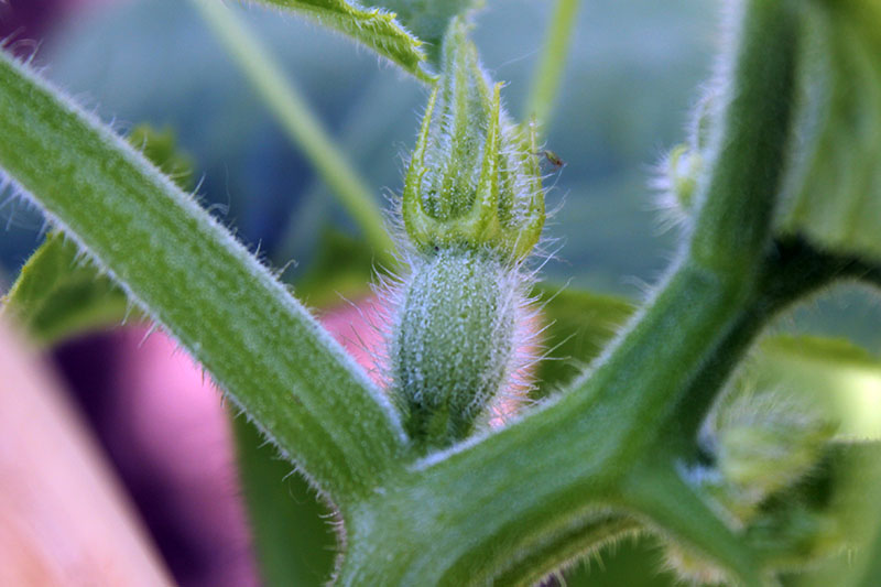 A close up of the bud of a developing pumpkin flower showing the ovary at the bottom which will develop into the fruit, and the small bud at the top.