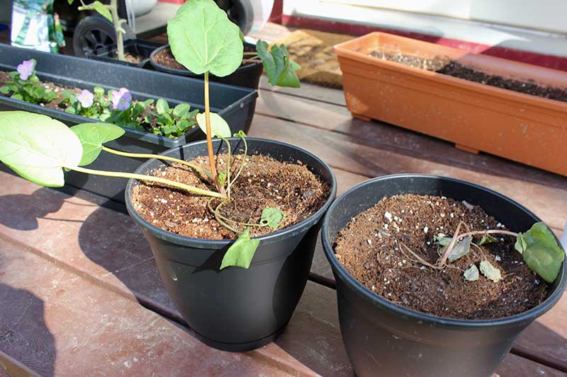 A close up of two black pots, one containing a healthy vine with large leaves, and the other showing a wilting vine that is dying. In the background are further potted plants, set on a wooden surface.