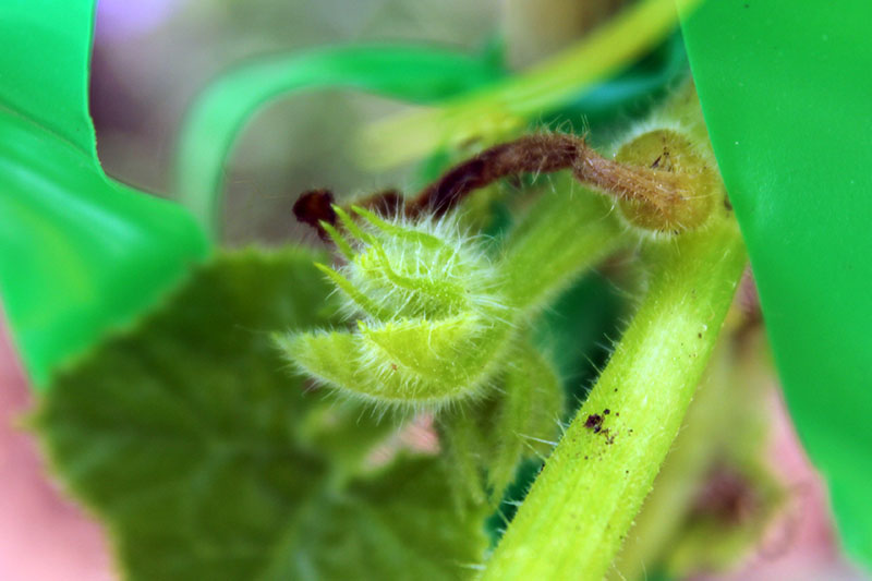 A close up of a tiny developing male flower on a 'Howden' pumpkin plant, on a soft focus background.