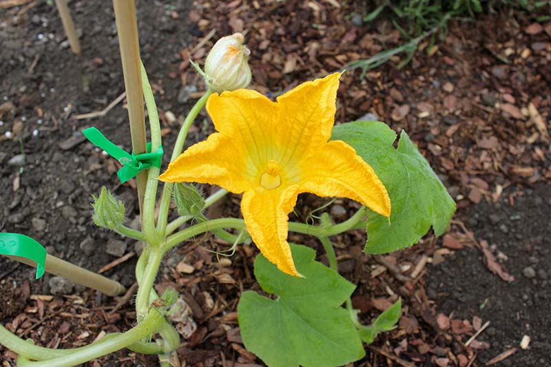 A close up of a vine with one large male flower blooming and a second one that has withered and died. In the background is soil in soft focus.