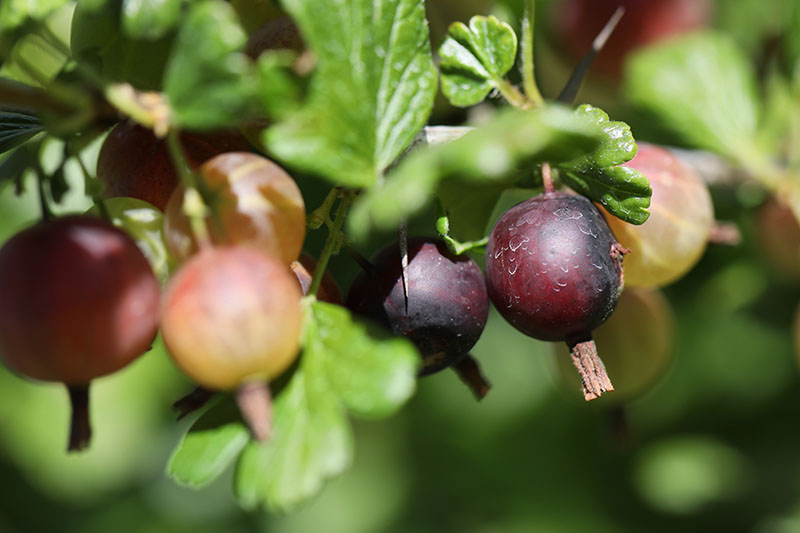 A close up of mature dark red gooseberries growing on a branch pictured in bright sunshine on a soft focus background.