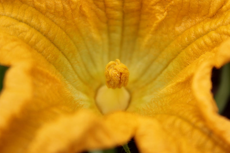 A close up of an orange male flower, showing the pollen on the stamen.