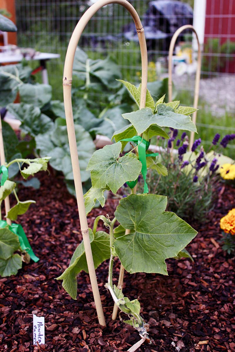 A close up vertical picture of a small pumpkin plant growing up a bamboo hoop in a raised garden bed.