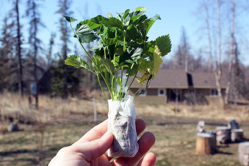 A close up of a small transplant with the roots wrapped in paper towel to keep them moist, held up in front of a garden scene with a house, trees, and blue sky in the background.