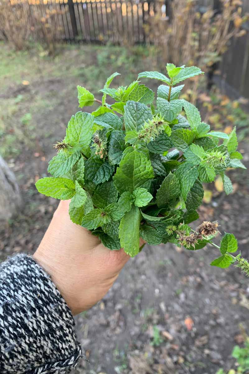 A vertical picture of a hand from the left of the frame holding a bunch of freshly harvested peppermint with trees and a fence in soft focus in the background.