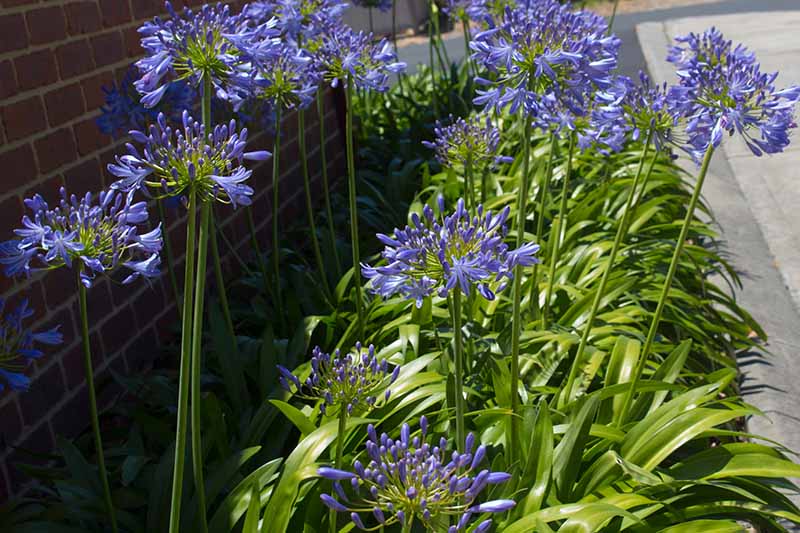A close up horizontal picture of blue flowers growing outside a brick house beside a road, pictured in bright sunshine.