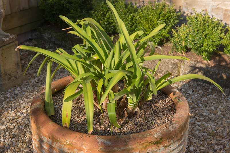 A close up of a young agapanthus plant growing in a terra cotta pot, set on a gravel surface with shrubs in soft focus in the background, pictured in bright, filtered sunshine.