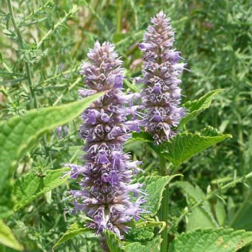 Purple anise hyssop growing in the summer garden with foliage in soft focus in the background.