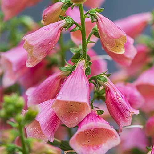 A close up of the bright pink flowers of the foxglove variety 'Arctic Fox' pictured on a soft focus background.