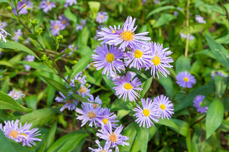 A close up of the small, daisy-like purple flowers of Symphyotrichum oblongifolium growing in the garden in light sunshine.