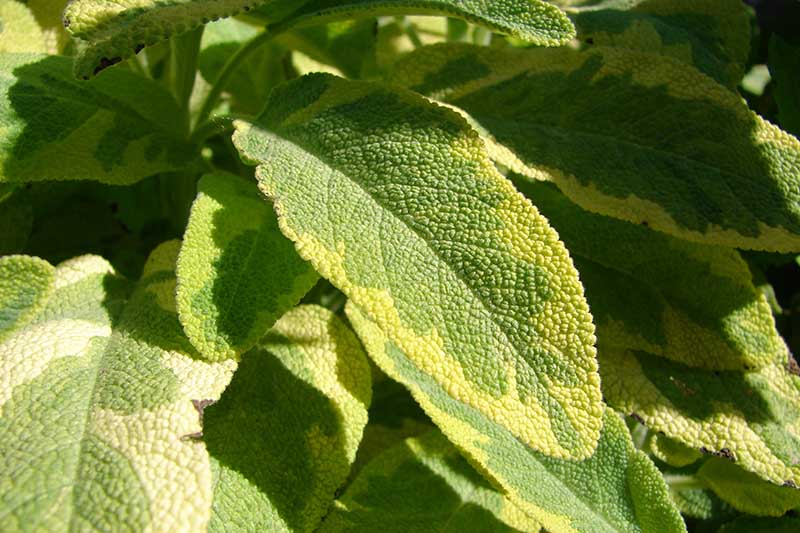 A close up of the green and yellow leaves of Salvia officinalis 'Aurea' pictured in bright sunshine.