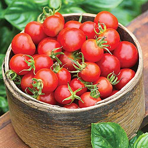 A close up of a wooden bowl filled with freshly harvested 'Baby Boomer' cherry tomatoes set on a wooden surface with foliage in soft focus in the background.
