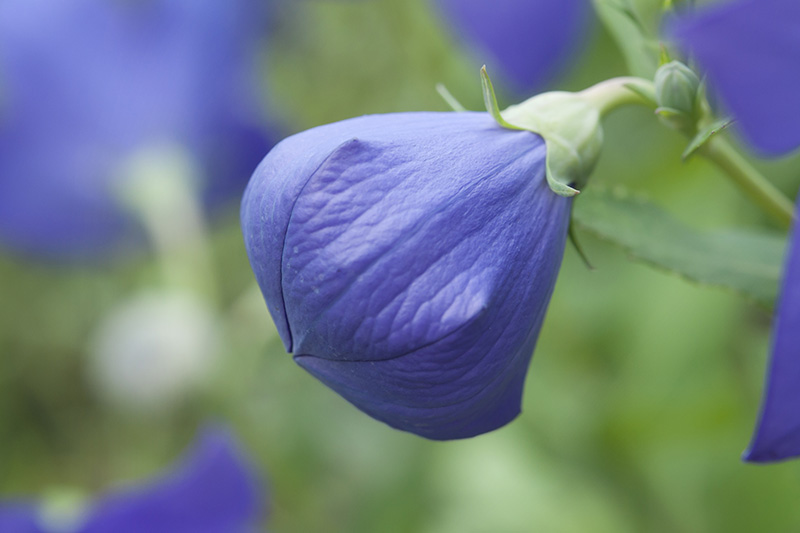 A close up of a balloon flower bud before it has opened up, pictured on a green soft focus background.