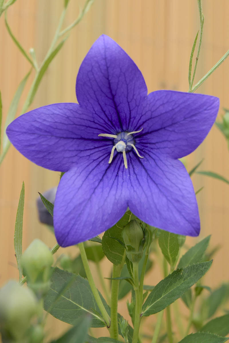 A close up vertical picture of a bright blue Platycodon grandiflorus flower growing in a container with a wooden wall in the background in soft focus.