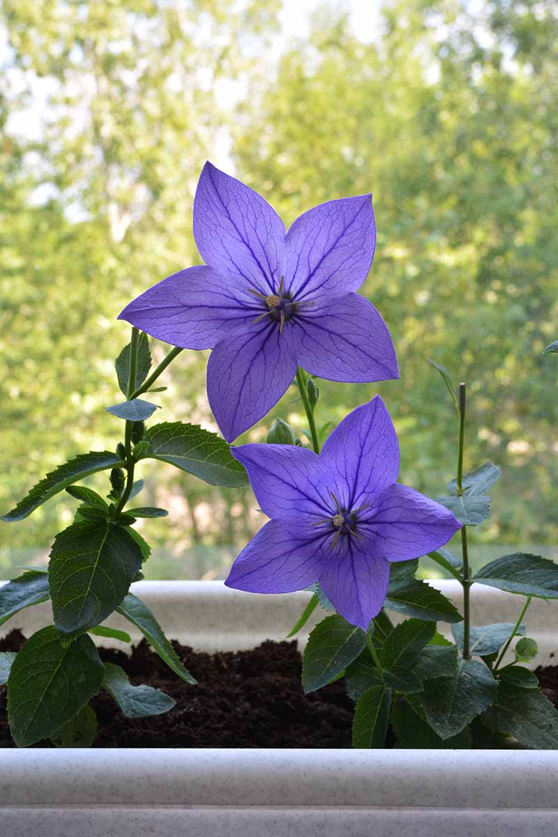 A vertical close up picture of a blue Platycodon grandiflorus flower, growing in a container on a balcony with trees in soft focus in the background.