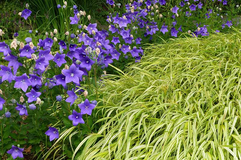 A border of Platycodon grandiflorus with bright blue flowers and variegated grass to the right of the frame.