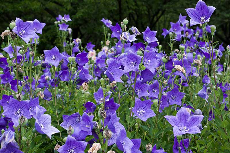A field of blue Platycodon grandiflorus flowers growing in the sunshine, with trees in soft focus in the background.