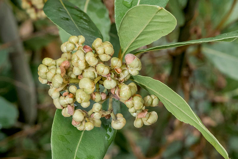 A close up of the fruit of a bay laurel developing on the tree, surrounded by leaves, pictured on a soft focus background.
