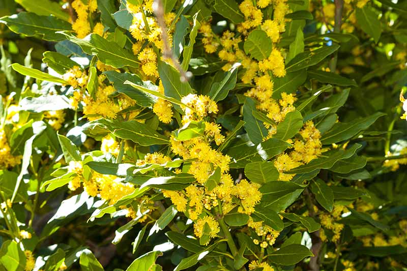 A close up of a bay tree with bright yellow flowers pictured in bright sunshine growing in the garden.