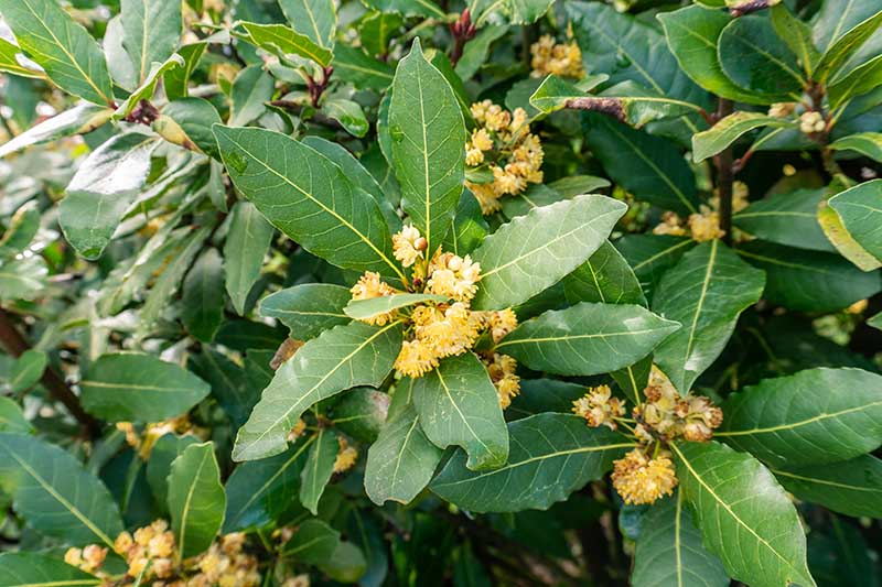A close up of the leaves and flowers of a bay laurel tree growing in the garden pictured on a soft focus background.