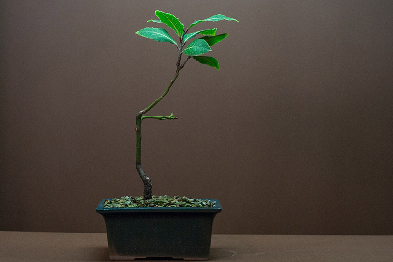 A horizontal image of a small tree in a diminutive bonsai container, set on a wooden surface, pictured on a brown soft focus background.