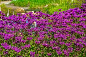 A large swath of pink bee balm flowers growing in the garden with a pond in soft focus in the background.