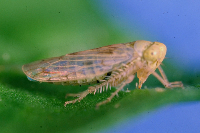 A close up of a beet leafhopper pictured on a green leaf, on a blue soft focus background.