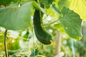 Top 33 Cucumber Varieties to Grow at Home